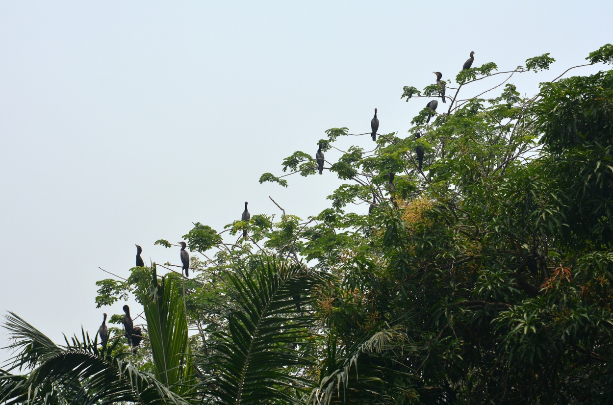 "Fila de aves" de Rafael Jos Espinosa Ortega