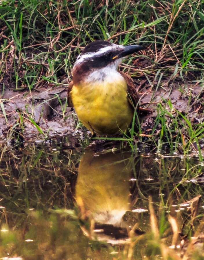 "Reflejos." de Pablo Pose