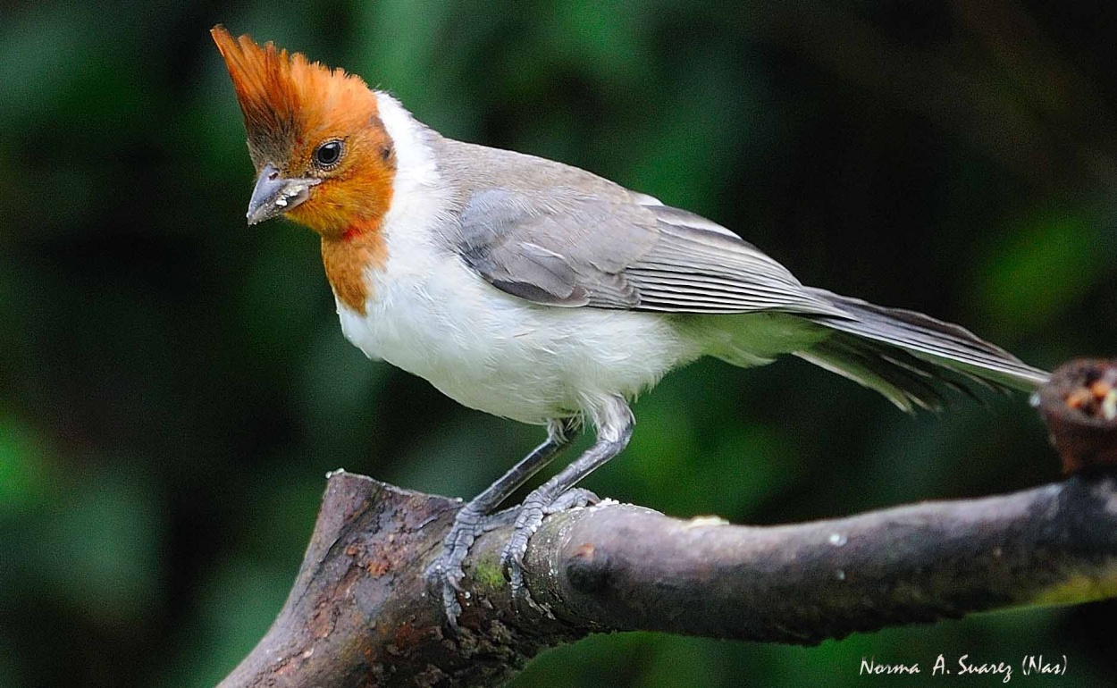 "cardenal bebe" de Norma Suarez