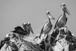 Pelicanos en las islas Ballestas