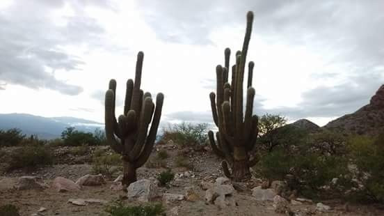 "cardones" de Gustavo Erazo