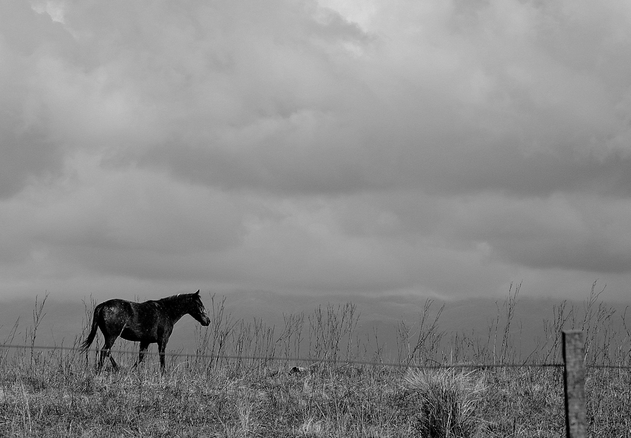 "Solitario" de Silvia Olliari