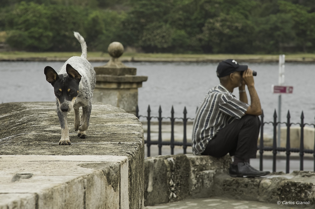 "El viga y el perro" de Carlos Gianoli