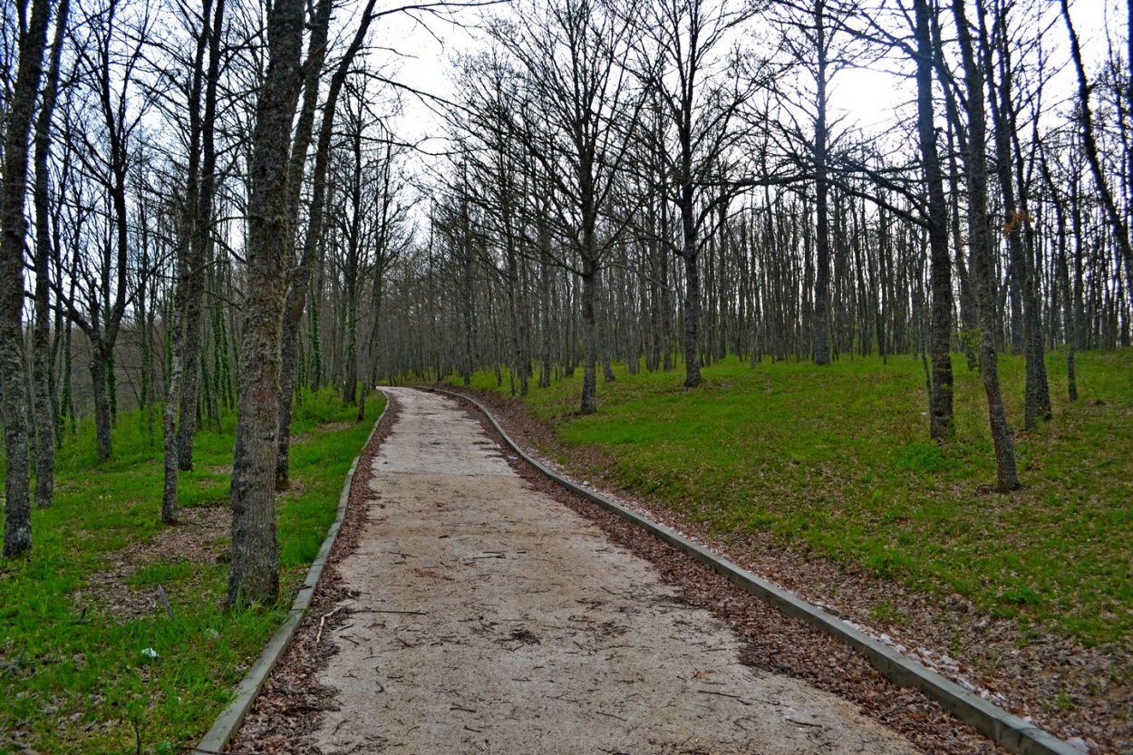 "De paseo por el bosque" de Carlos D. Cristina Miguel