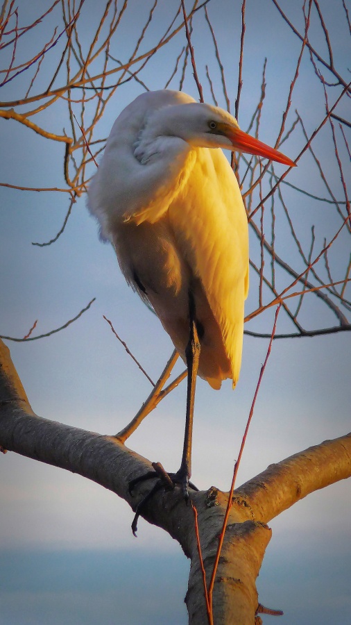 "Garza" de Kile Zabala