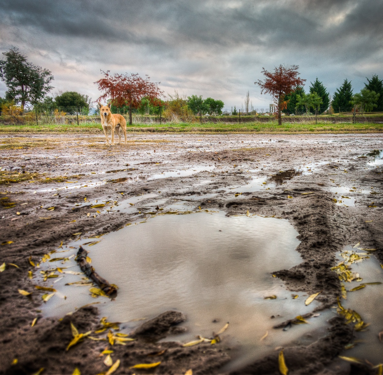 "El perro y la lluvia" de Fernando Valdez Vazquez