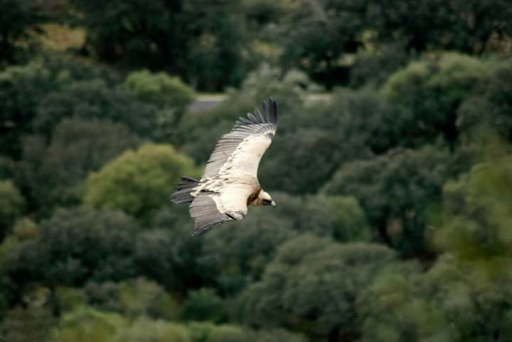 "El vuelo" de Luis Blasco Martin