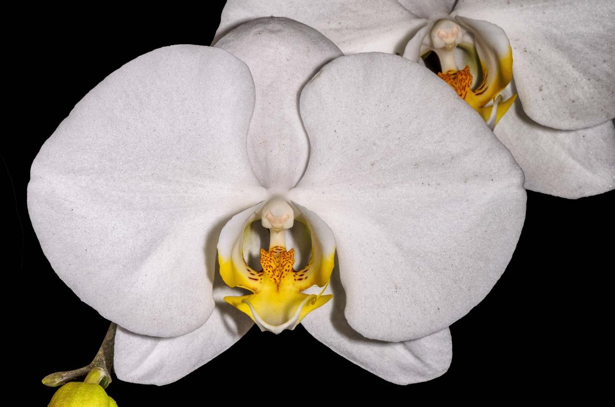 "Orquidea Blanca" de Edgar Mendez