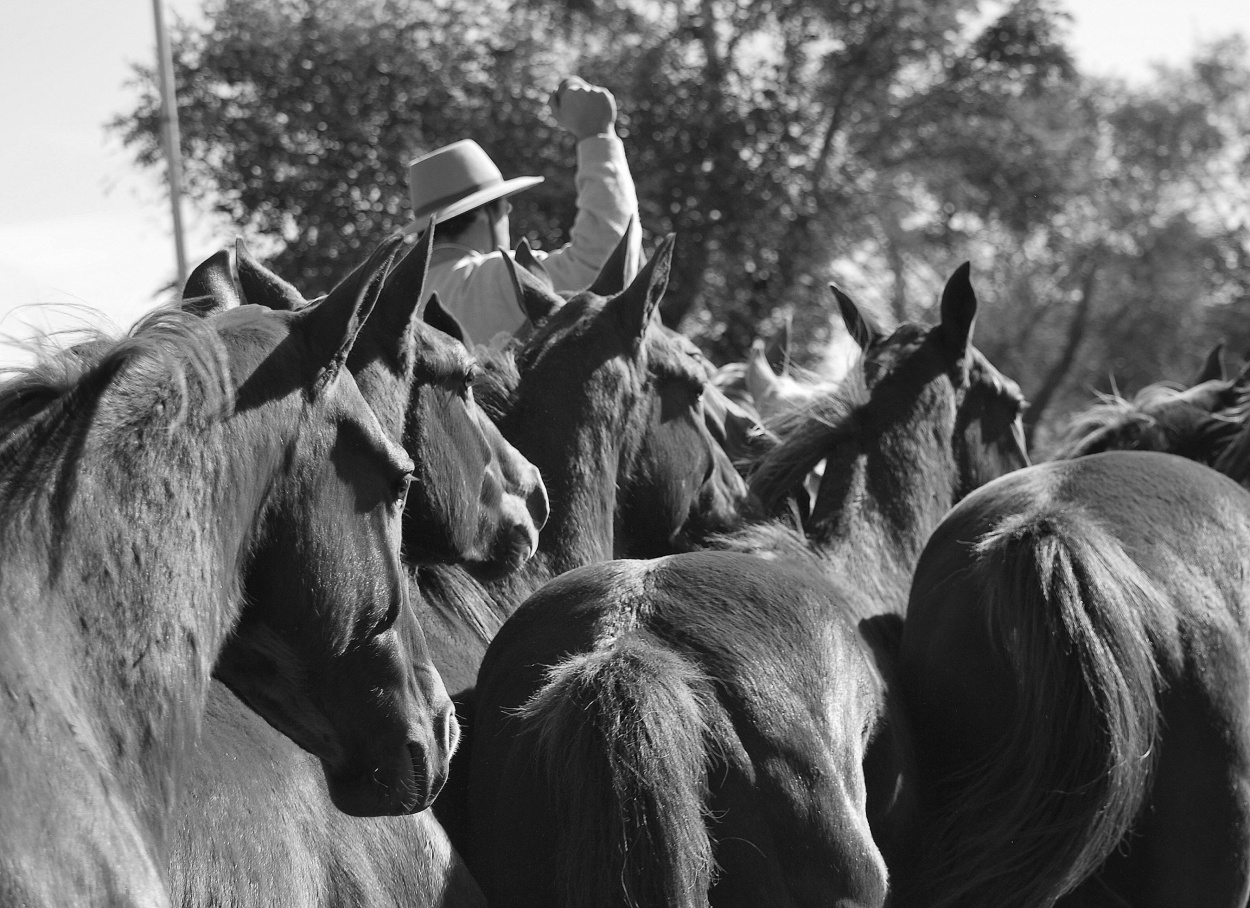 "Entrevero de tropillas" de Carlos Snchez Vaquero