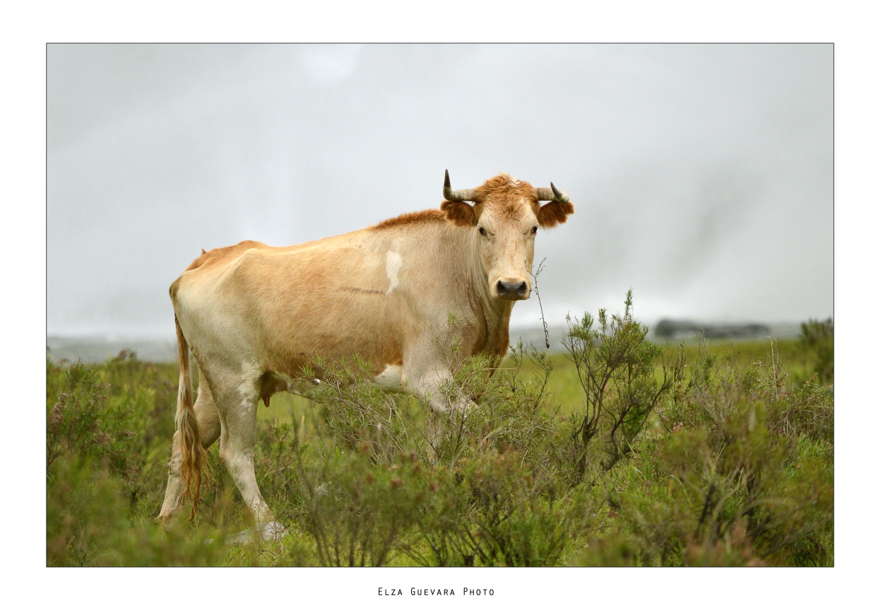 "Seora Vaca" de Elza Guevara