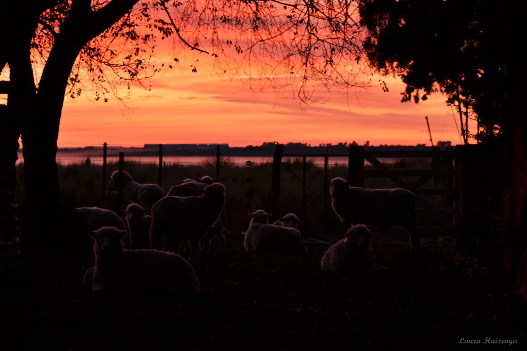 "Ovejas al amanecer" de Laura Noem Huizenga