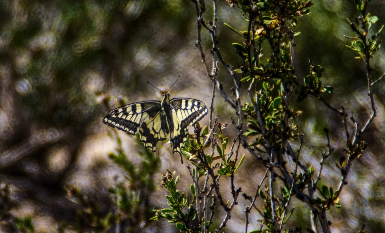 "** Postal Natural **" de Antonio Snchez Gamas (cuky A. S. G. )