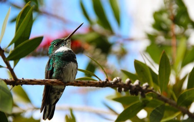 "Pequea Belleza" de Ma. Eugenia Roda