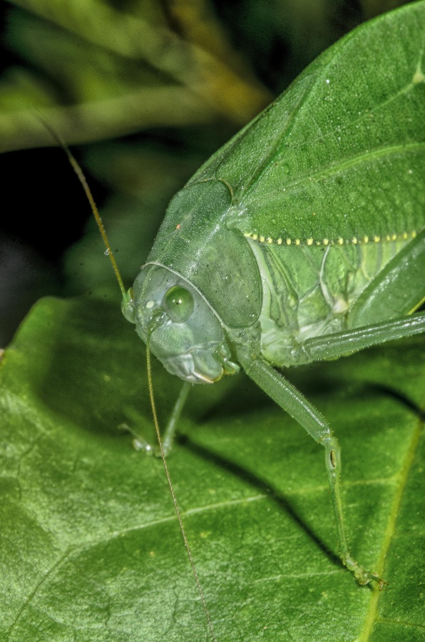 "Saltamontes Hoja verde" de Edgar Mendez