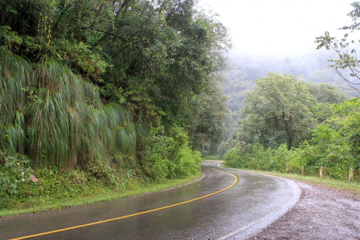 "camino en verde" de Guillermo Covelli