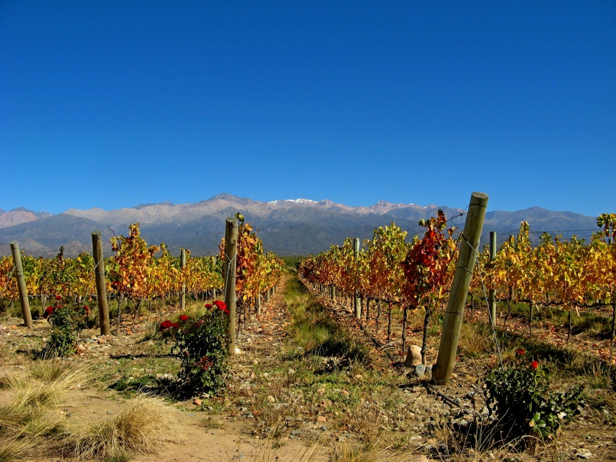 "Cuna del buen vino" de Carlos D. Cristina Miguel