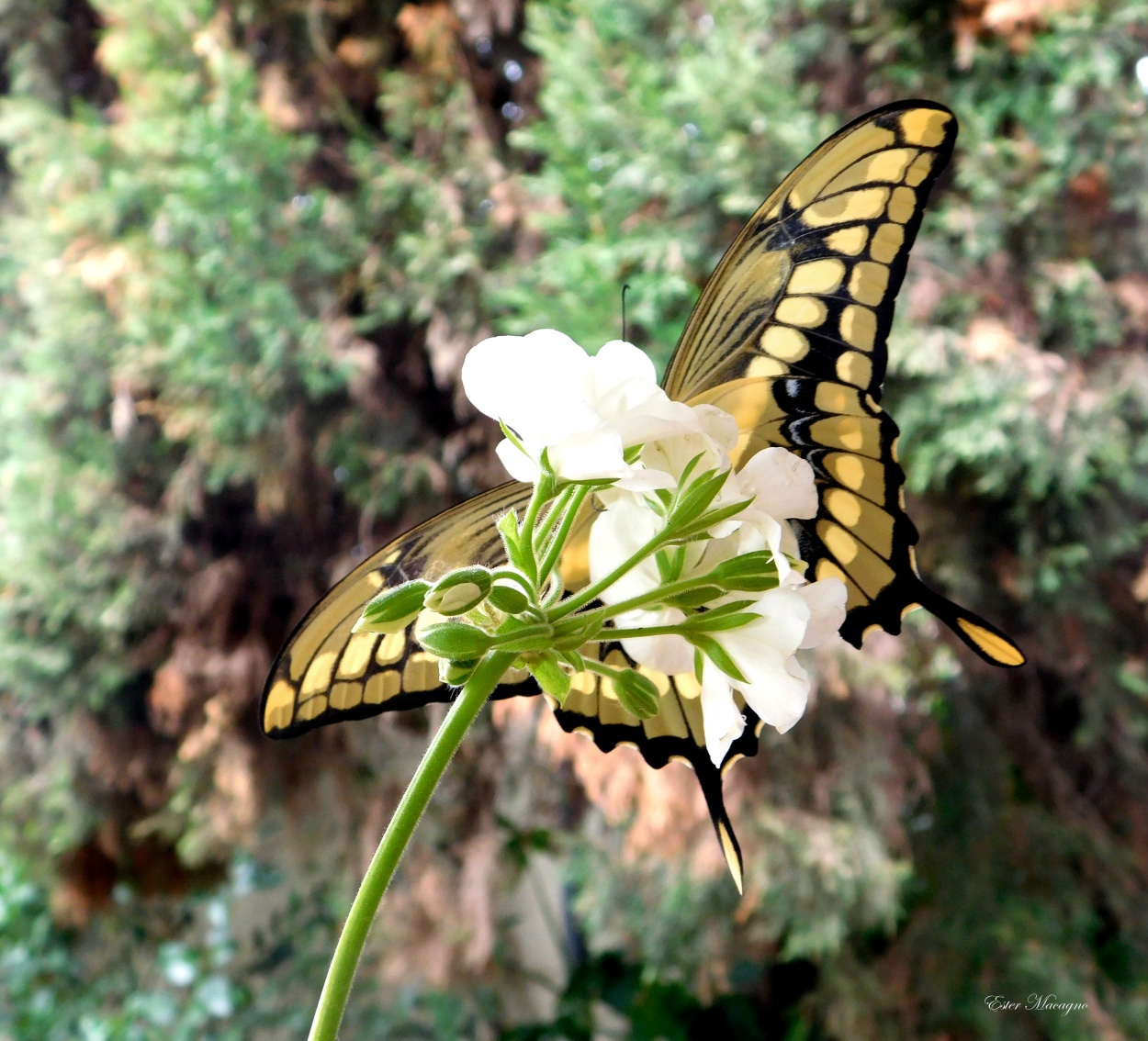 "Romance de la mariposa y la flor" de Ester Francisca Macagno