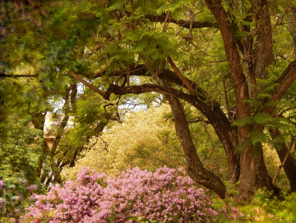 "El bosque encantado" de Ester Francisca Macagno