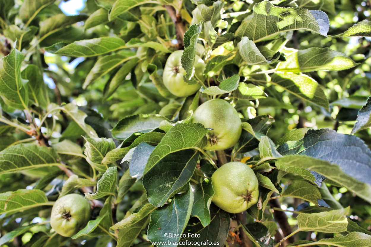 "Las manzanas" de Luis Blasco Martin