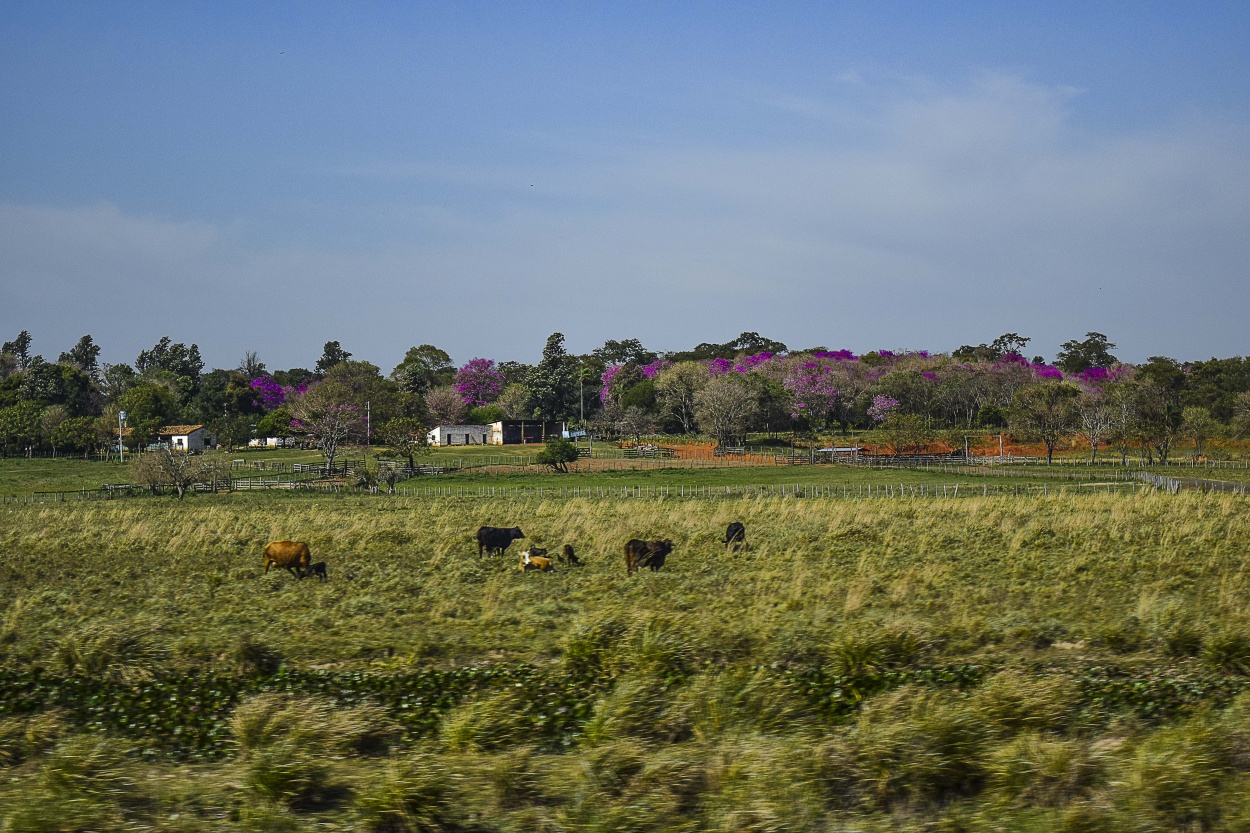 "Colores en el campo" de Adriana Claudia Gallardo