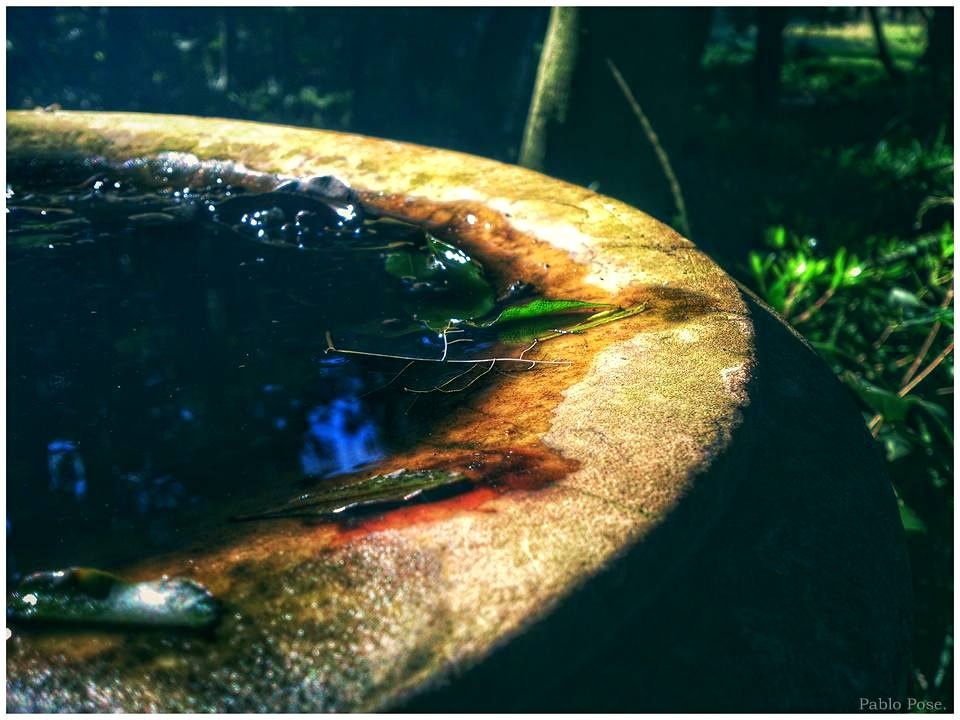 "La fuente olvidada." de Pablo Pose