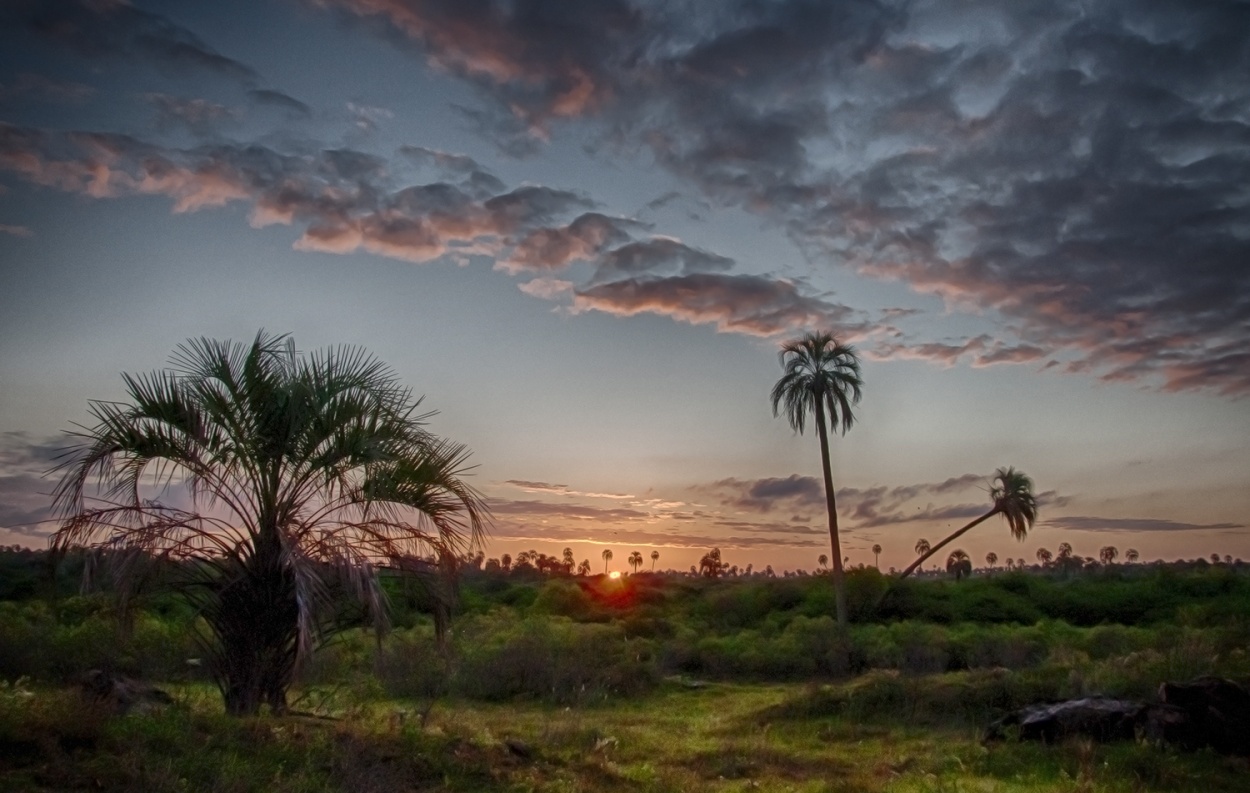 "P.N.El Palmar" de Edith Polverini