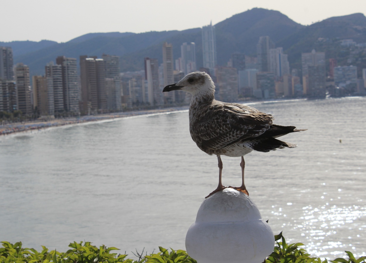 "Observando" de Luis Blasco Martin