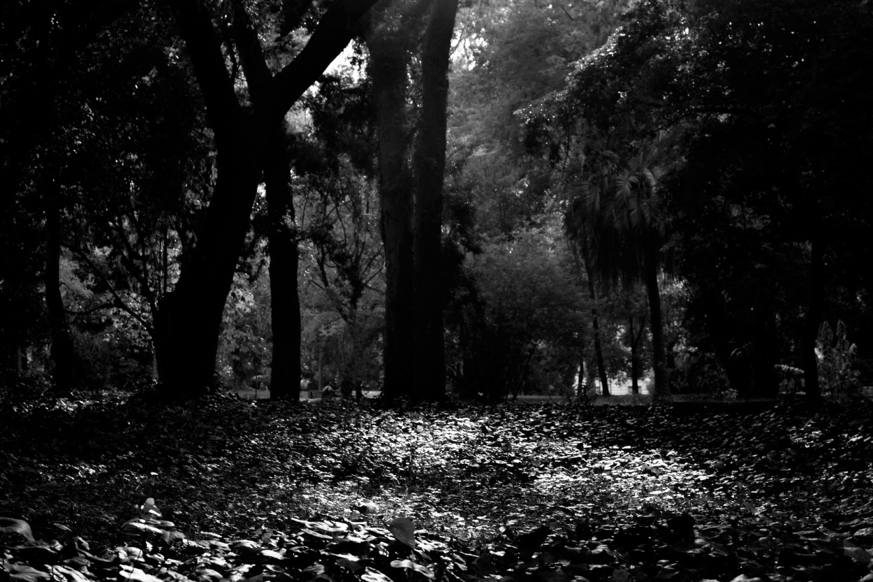 "Bosque plateado" de Nicole Lerario