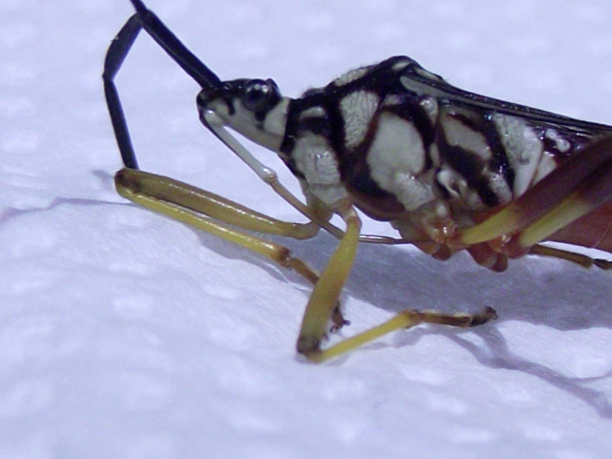 "macrofoto Aedes aegypti" de German Volpe