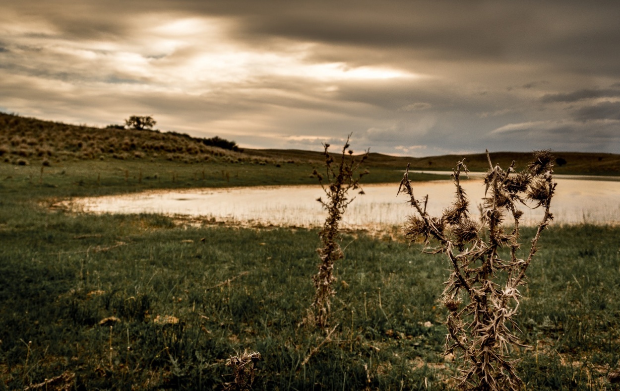 "Desolacin" de Nicols Echevarra