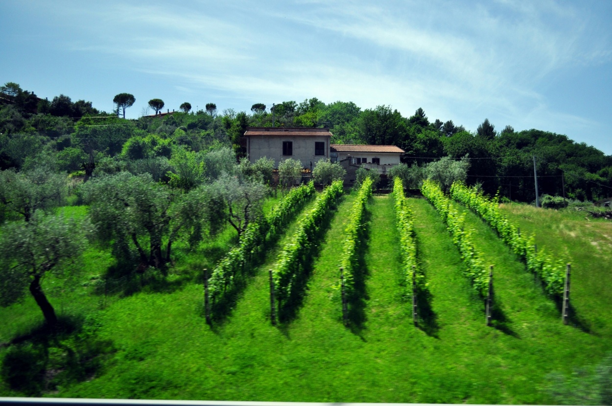 "La Finca..." de Silvia Emilia Guerra