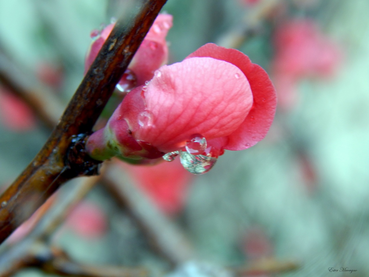 "Gotas de lluvia, espejitos de cristal" de Ester Francisca Macagno