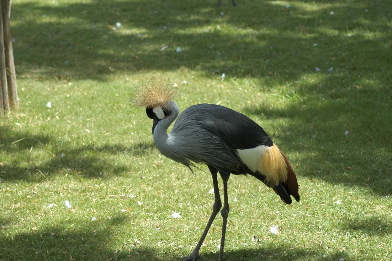 "The birds in your garden" de Gabriel Omar Calvani