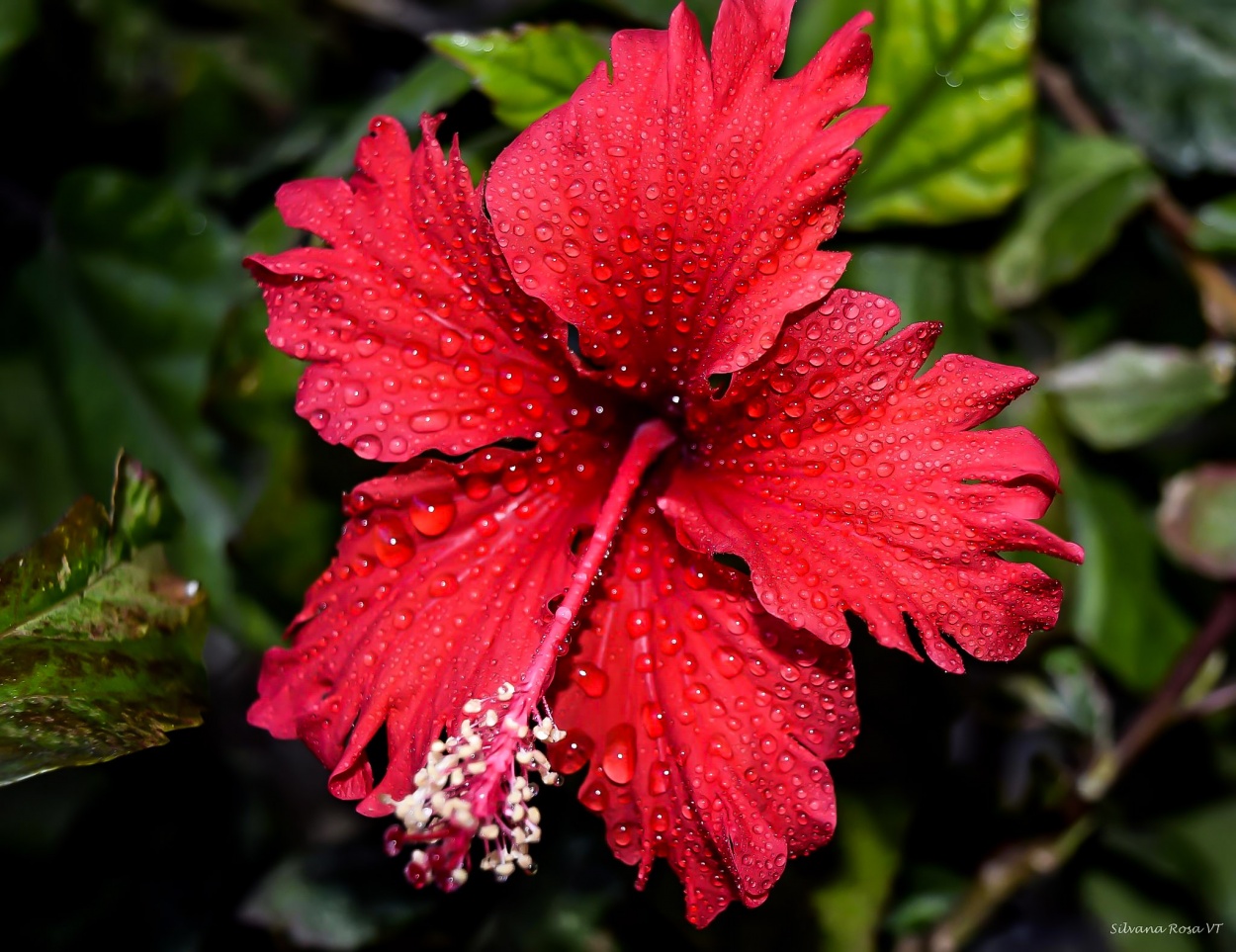 "Primavera en flor" de Silvana Rosa Varga Toth