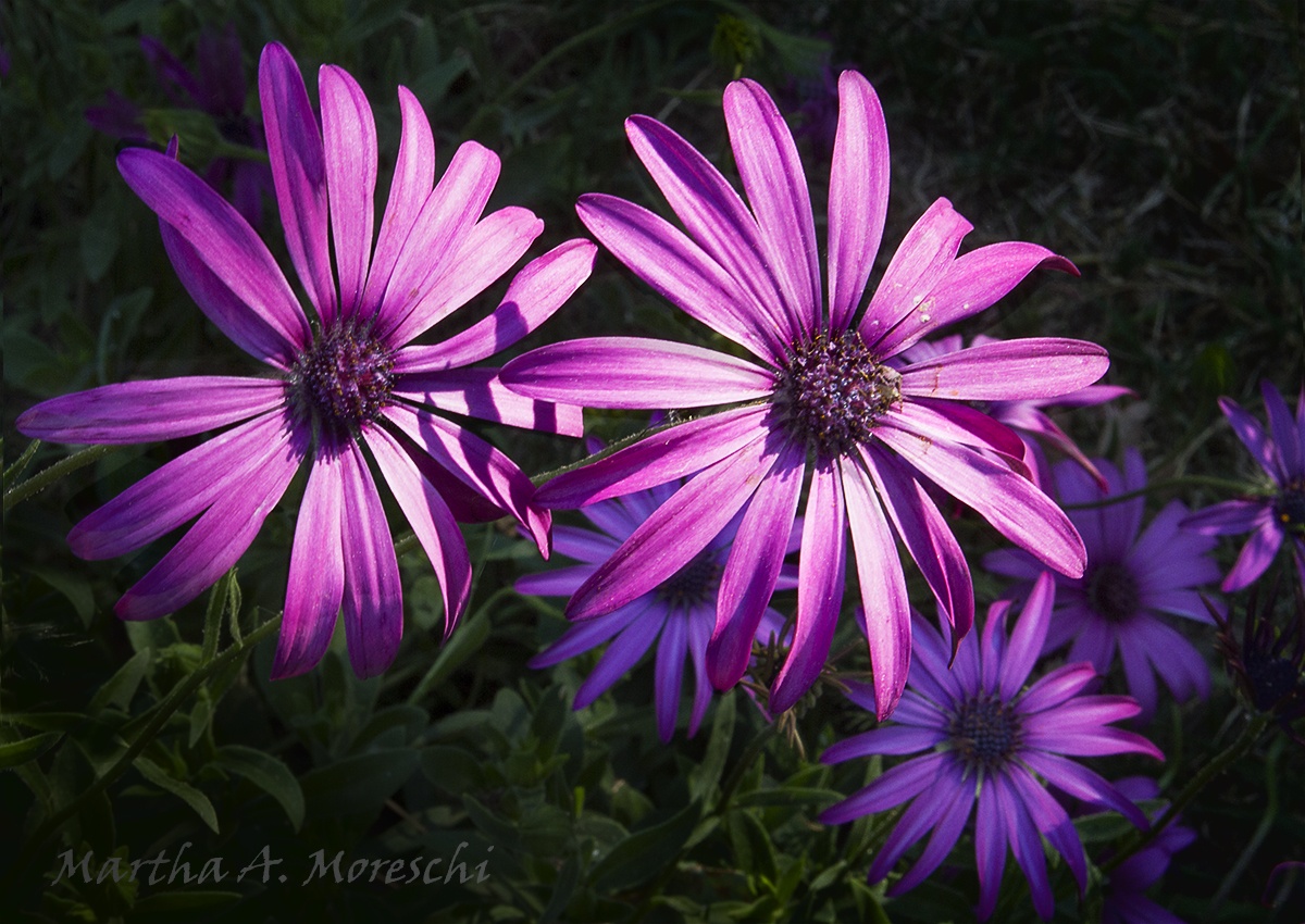 "Bonitas" de Martha A. Moreschi