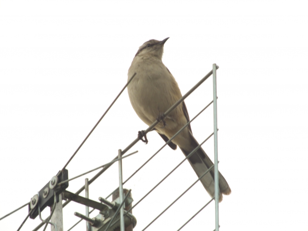 "Calandria en Bs. As." de Juan Fco. Fernndez