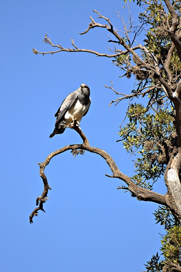 "Aguila Mora" de Alberto Elizalde