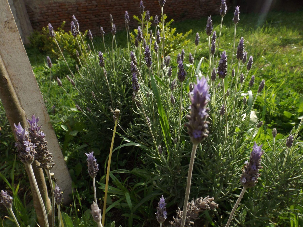 "Lavanda" de Jimena Aguero