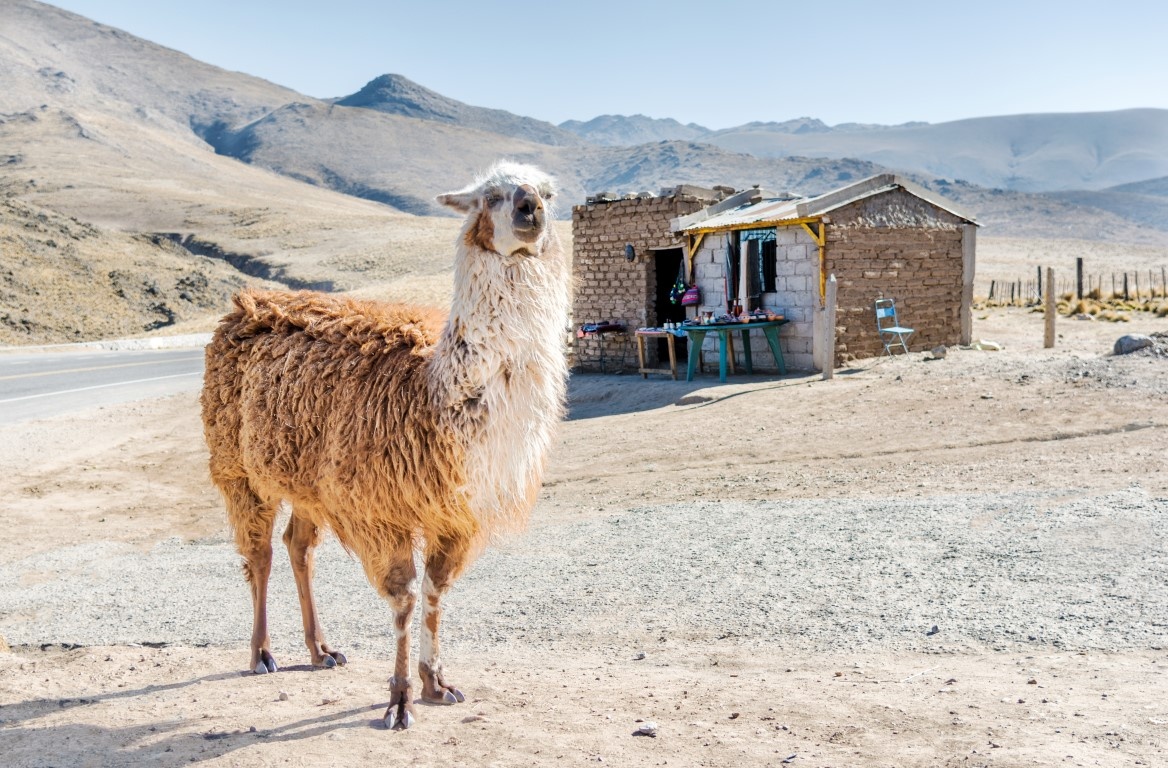 "El Norte" de Nicolas Falduti