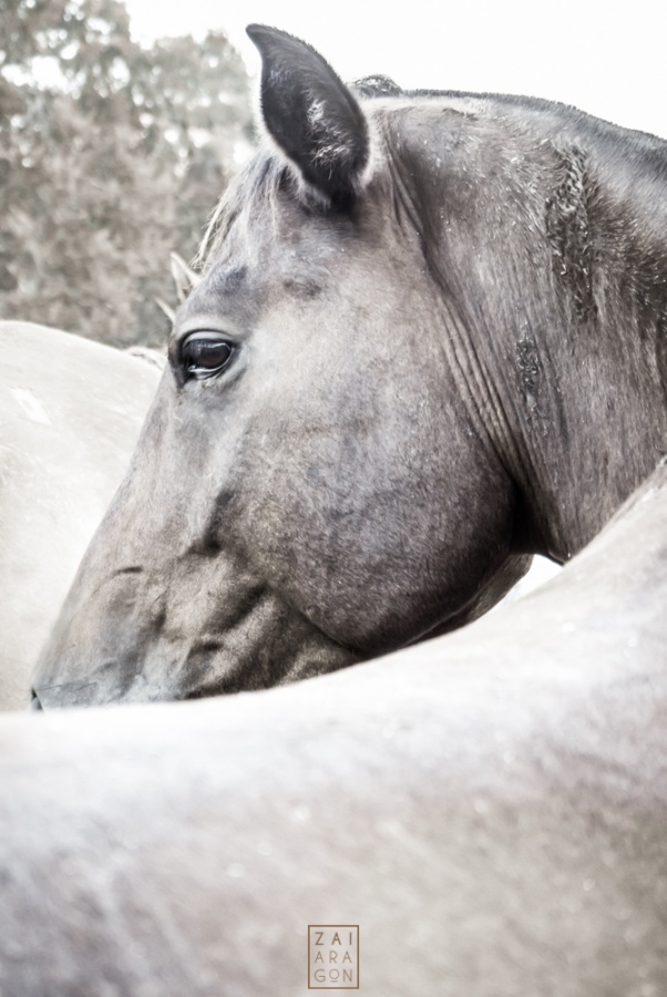 "Horse study II" de Zai Aragon