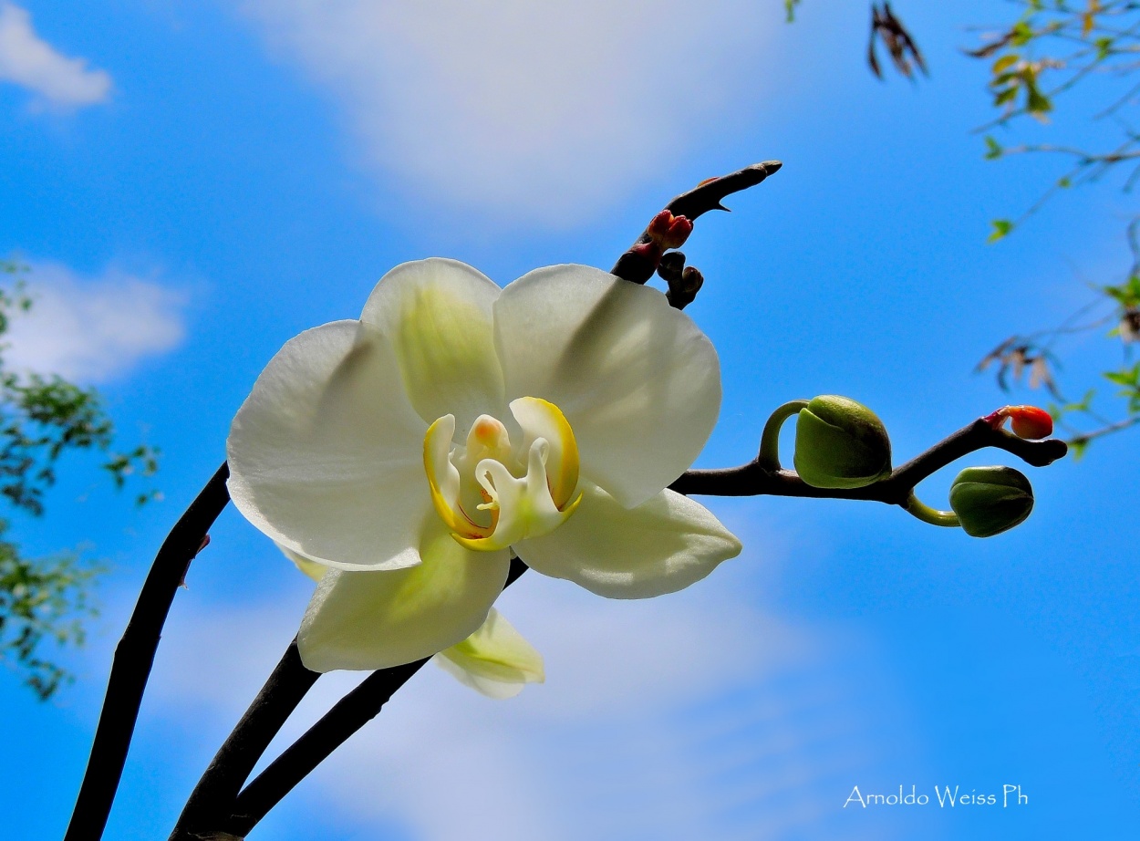 "Lady Orquidea" de Weiss Arnoldo Raul