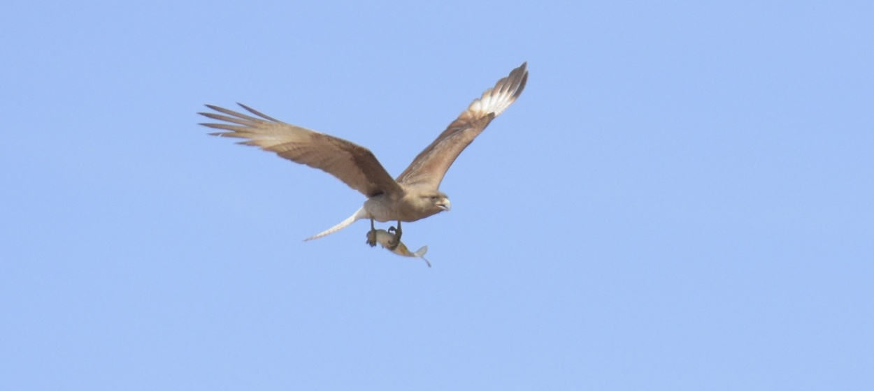 "Cazador en vuelo" de Osiris Mart