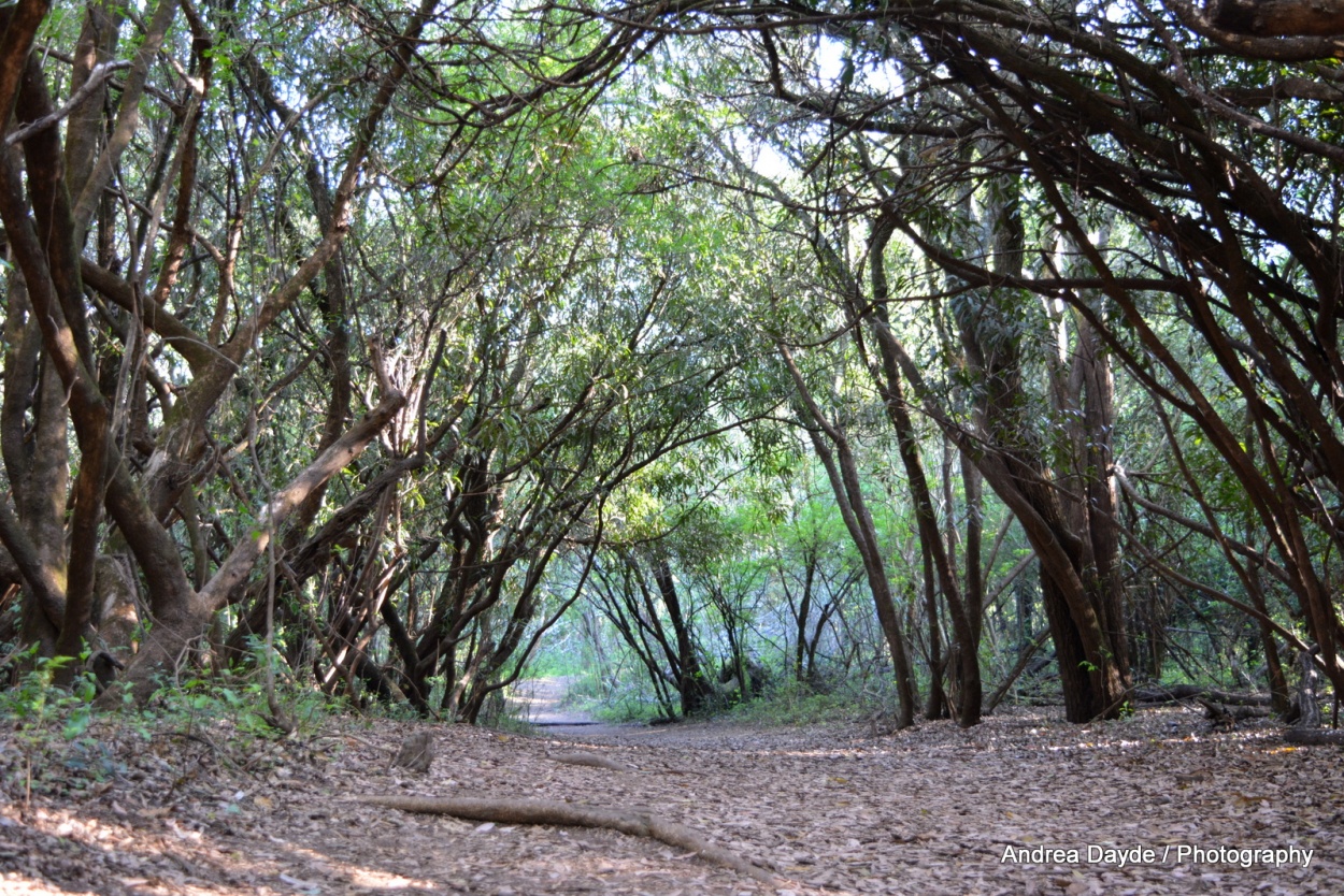 "Camino encantado" de Andrea Dayde