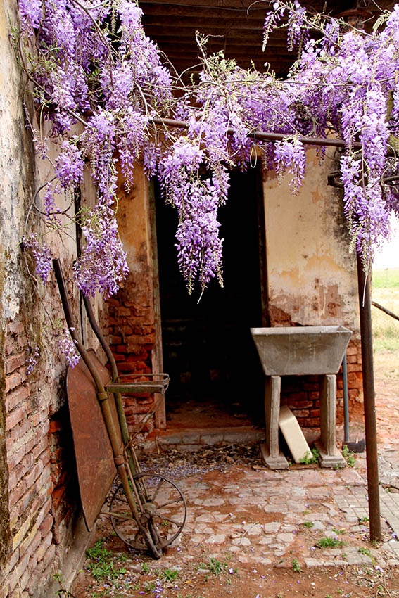 "las glicinas en flor" de Vernica Dana