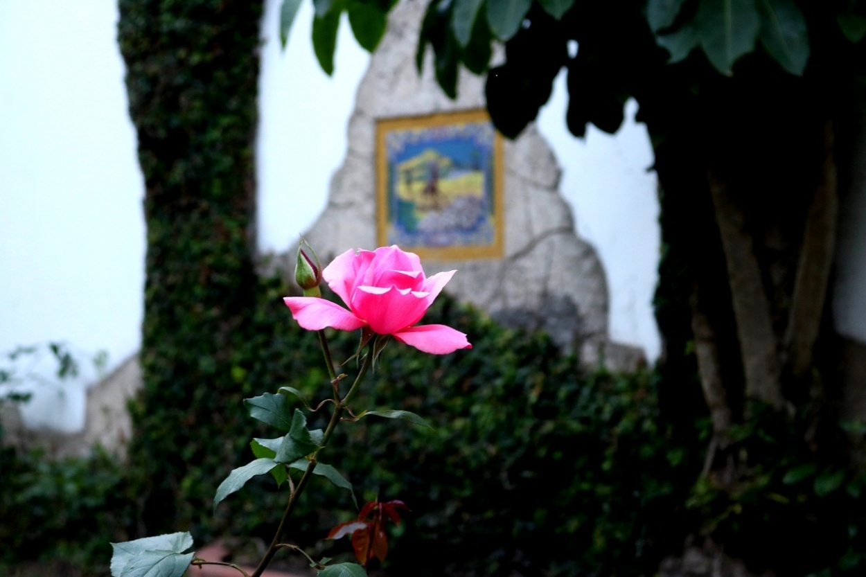 "Pink flower" de Norma Navarro