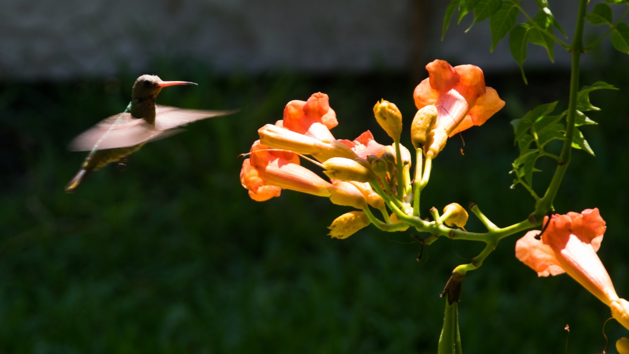 "Colibri" de Nicols H Ruiz