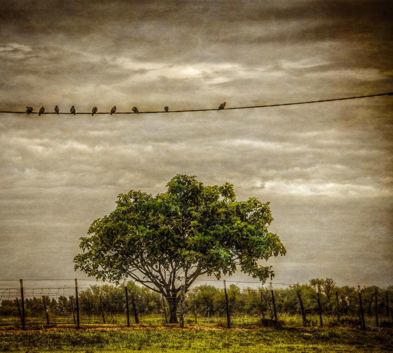 "Las palomas" de Fernando Valdez Vazquez