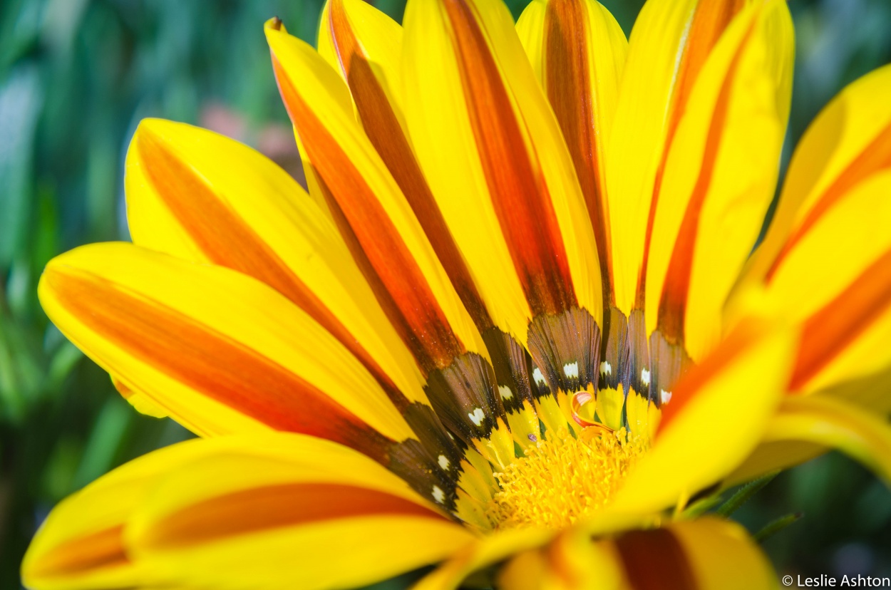 "Gazania" de Leslie Ashton