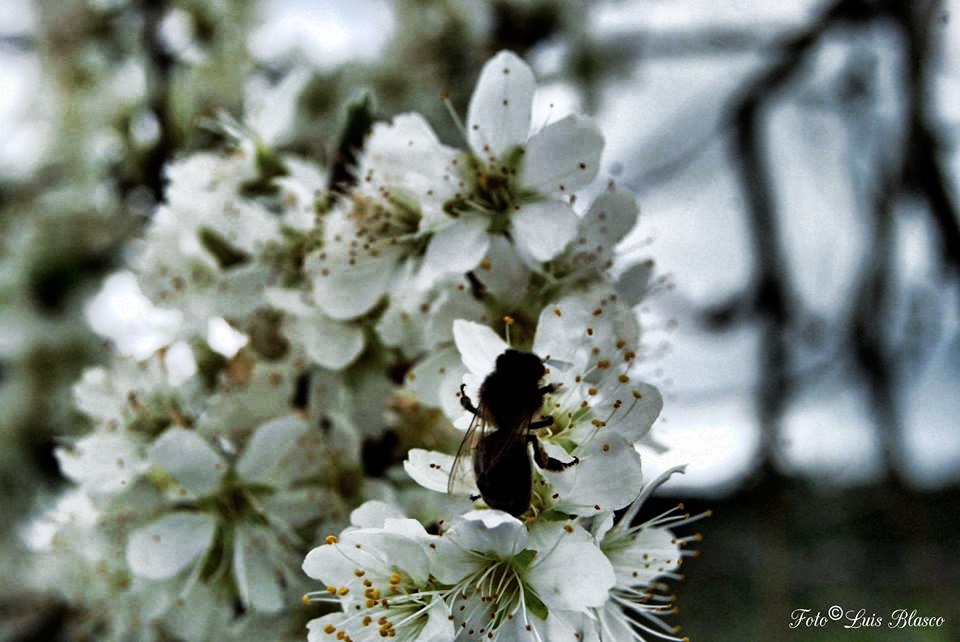 "La abeja sobre la flor" de Luis Blasco Martin