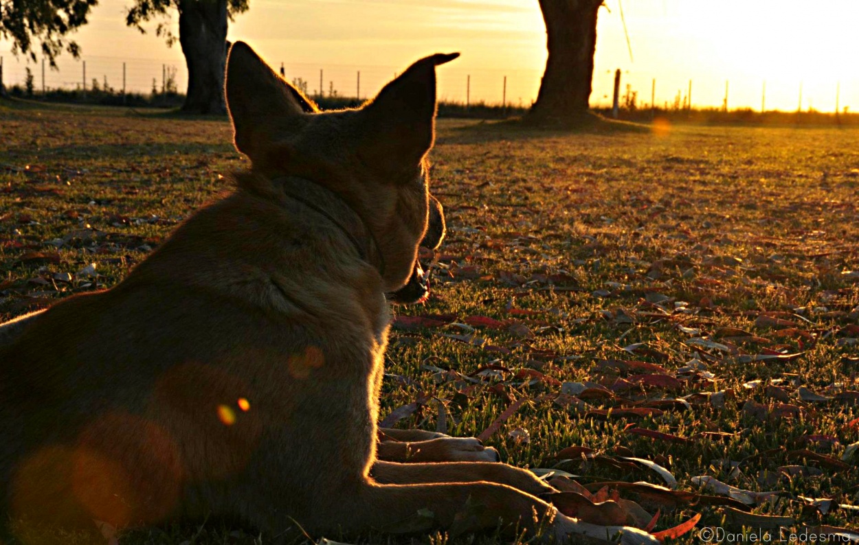 "Tarde de perros" de Daniela Ledesma